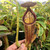 Nepenthes glandulifera Nepenthes glandulifera