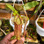 Nepenthes rafflesiana x trusmadiensis