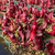 Sarracenia purpurea