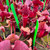 Sarracenia Turtle Bog x Towering Inferno (SG)