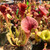 Sarracenia Bengal Tiger x Extreme Green