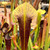 Sarracenia alata Night