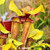 Sarracenia Goliath, Parent Plant Sarracenia Goliath, Parent Plant