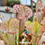 Sarracenia Fledgling, Parent Plant Sarracenia Fledgling, Parent Plant