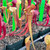 Sarracenia Fledgling x Goliath (SG) Sarracenia Fledgling x Goliath (SG)