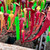 Sarracenia Fledgling x Goliath (SG) Sarracenia Fledgling x Goliath (SG)