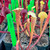 Sarracenia Fledgling x Goliath (SG) Sarracenia Fledgling x Goliath (SG)