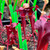 Sarracenia Fledgling x Goliath (SG) Sarracenia Fledgling x Goliath (SG)