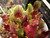 Sarracenia purpurea Turtle Bog, Parent Plant