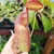 Nepenthes (spectabilis x truncata) x aristolochioides