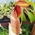 Nepenthes (spectabilis x truncata) x aristolochioides