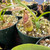 Nepenthes dactylifera