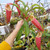 Nepenthes (Rokko x boschiana) x veitchii EP