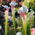 Sarracenia Aaron Carlson Sarracenia Aaron Carlson