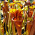Sarracenia Garçon