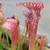 Sarracenia Syrinx