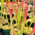 Sarracenia Syrinx (*NEW)