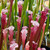 Sarracenia leucophylla Hot Pink