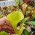 Nepenthes inermis (Rooted Cutting)