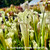 Sarracenia Schnell's Ghost x Hurricane Creek White (Seedling)