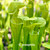 Sarracenia Norma Addington x oreophila (Seedling)