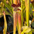Sarracenia alata Night x Leah Wilkerson (Seed Grown)