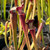 Sarracenia alata Night x Leah Wilkerson (Seed Grown)