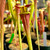 Sarracenia alata Night x Towering Inferno (Seed Grown)
