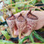 Nepenthes vogelii