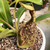 Nepenthes rafflesiana, Mizuho (Rooted Cutting)