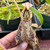 Nepenthes rafflesiana, Mizuho (Rooted Cutting)