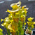 Sarracenia flava Red Marble
