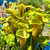 Sarracenia flava Red Marble