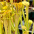Sarracenia popei Adrian Slack