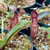 Nepenthes rafflesiana x hamata