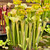 Sarracenia Fancy Fish