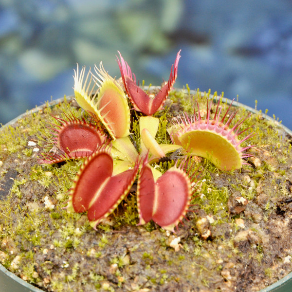 Dionaea muscipula B52 Flytrap - Thumbnail 3