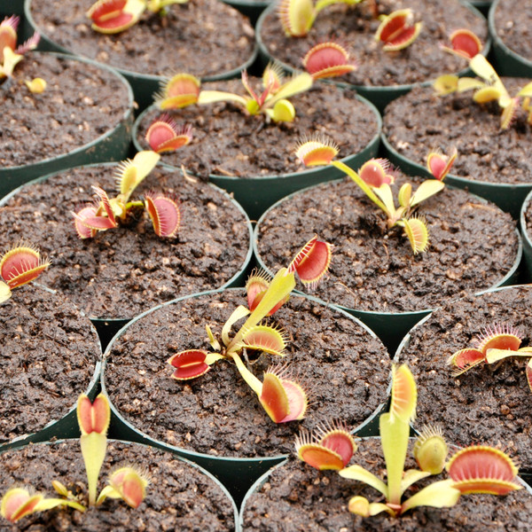 Dionaea muscipula B52 Flytrap - Thumbnail 4