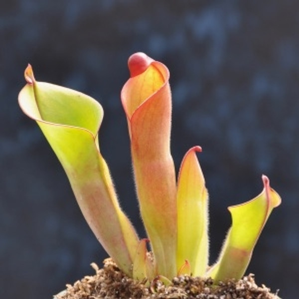 Heliamphora heterodoxa x nutans