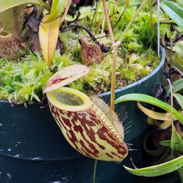 Nepenthes glabrata, known for its demure and elegant pitchers