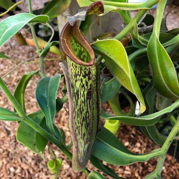 Nepenthes x Velvet for sale. Grow Carnivorous Plants! Nepenthes x Velvet for sale. Grow Carnivorous Plants!
