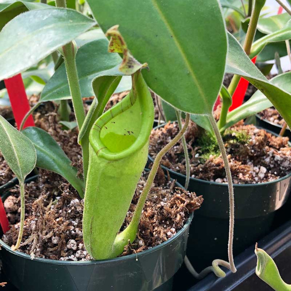 Nepenthes x Velvet for sale. Grow Carnivorous Plants! Nepenthes x Velvet for sale. Grow Carnivorous Plants!