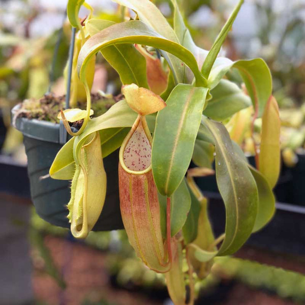 Nepenthes x sanguinea - plante carnivore d'intérieur