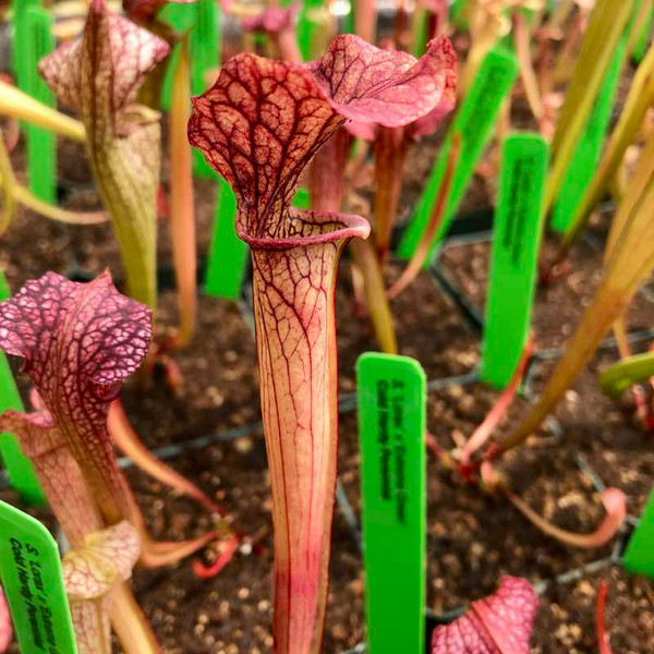 Sarracenia (oreophila x Judith Hindle) x Extreme Green for Sale