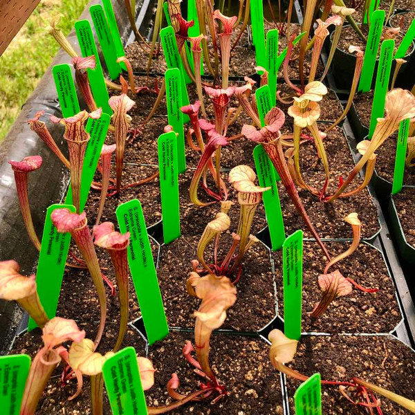 Sarracenia (oreophila x Judith Hindle) x Extreme Green for Sale Sarracenia (oreophila x Judith Hindle) x Extreme Green for Sale