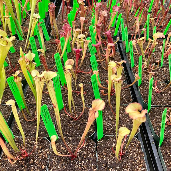 Sarracenia Doreen's Colossus x The Kraken for Sale