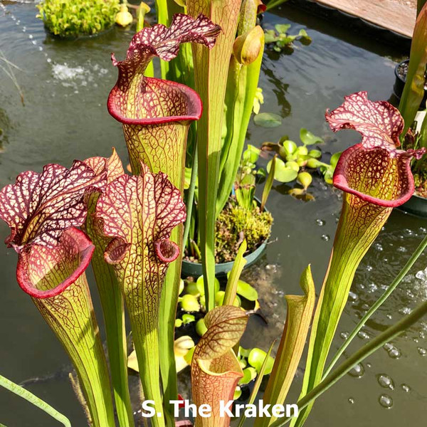 Sarracenia Doreen's Colossus x The Kraken for Sale