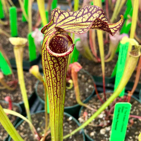 Sarracenia The Kraken x Extreme Green for Sale