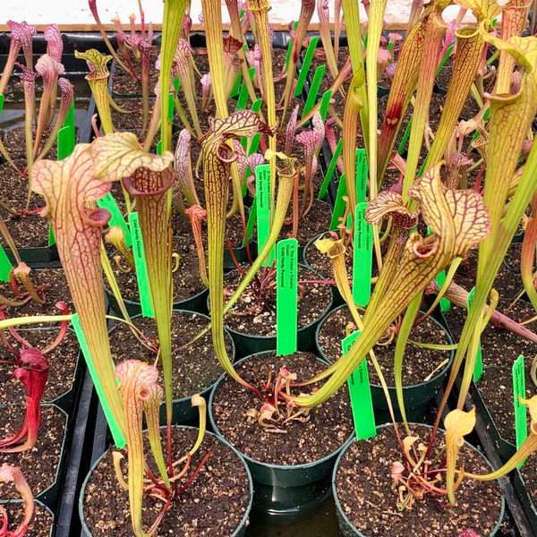 Sarracenia The Kraken x Extreme Green for Sale