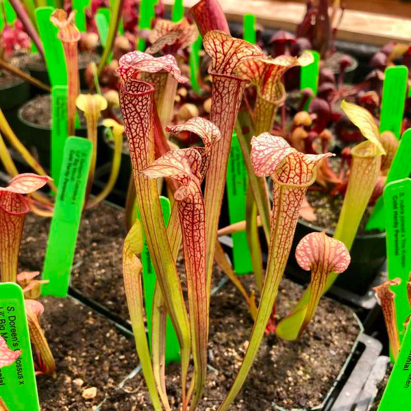Sarracenia Doreen's Colossus x Lorax for Sale